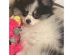 Pomeranian Puppy for sale in Piedmont, CA, USA