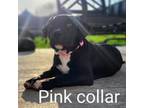Pink collar
