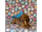 Dachshund Puppy for sale in Fitzgerald, GA, USA