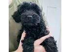 Mutt Puppy for sale in Glen Carbon, IL, USA