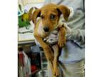Allister, Labrador Retriever For Adoption In Picayune, Mississippi