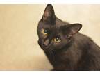 Grampy Smith, Domestic Shorthair For Adoption In Fallston, Maryland