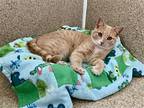 Booker, Domestic Shorthair For Adoption In Mccormick, South Carolina