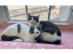 Jinx And Minx, Domestic Shorthair For Adoption In Mccormick, South Carolina
