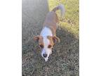 Chiquita, Jack Russell Terrier For Adoption In Dana Point, California