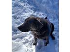 Kole, Labrador Retriever For Adoption In Kellogg, Idaho