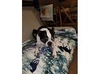 Sophia Belle-tn4115, Boston Terrier For Adoption In Maryville, Tennessee