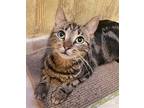 Sussy, American Shorthair For Adoption In Houston, Texas