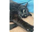 Otto, Domestic Shorthair For Adoption In Campbell River, British Columbia