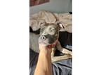 Moxie, American Pit Bull Terrier For Adoption In Chicago, Illinois