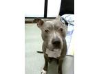 Metro, American Pit Bull Terrier For Adoption In Madison, New Jersey
