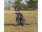 Sahara, American Pit Bull Terrier For Adoption In Ann Arbor, Michigan