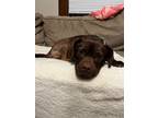 Mo, American Pit Bull Terrier For Adoption In Ann Arbor, Michigan