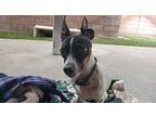 Baxter, Rat Terrier For Adoption In Coachella, California