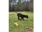 Poppy, Labrador Retriever For Adoption In Glenwood, Georgia