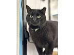 St. Patrick, Domestic Shorthair For Adoption In Faribault, Minnesota