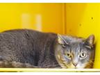 Freya, Domestic Shorthair For Adoption In Walla Walla, Washington