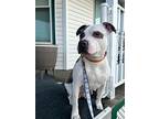 Zaila, American Pit Bull Terrier For Adoption In Rochester, New York