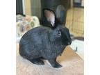 Sneezy, Silver Fox For Adoption In Vancouver, British Columbia