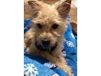 Ocean, Terrier (unknown Type, Small) For Adoption In Larchmont, New York