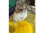 Netty, Hamster For Adoption In San Diego, California