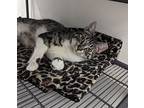 Joey, American Shorthair For Adoption In West Palm Beach, Florida