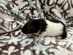 Castle, Guinea Pig For Adoption In Imperial Beach, California