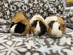 Xeep (bonded To Tiza And Zea), Guinea Pig For Adoption In Imperial Beach