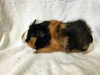 Freckles ( Bonded To Flopsy), Guinea Pig For Adoption In Imperial Beach