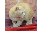 King Peach, Domestic Shorthair For Adoption In Huntley, Illinois