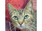 Minnow, Domestic Shorthair For Adoption In Huntley, Illinois