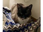 Wren, Snowshoe For Adoption In Virginia Beach, Virginia