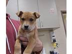 Harry, Labrador Retriever For Adoption In Beverly Hills, California
