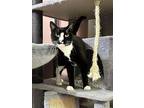 Zoey, Domestic Shorthair For Adoption In Lewistown, Pennsylvania