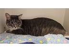 Baily, Domestic Shorthair For Adoption In Scottsdale, Arizona