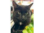 Sully, Domestic Longhair For Adoption In Stanhope, New Jersey