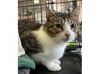 Naomi, Domestic Shorthair For Adoption In Stanhope, New Jersey