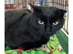 Sherman, Domestic Shorthair For Adoption In Stanhope, New Jersey