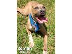 Roman, American Pit Bull Terrier For Adoption In Gulfport, Mississippi
