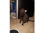 Salem (bonded W/alice), Domestic Shorthair For Adoption In Rockford, Illinois