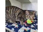 Emerald, Domestic Shorthair For Adoption In Greensburg, Pennsylvania