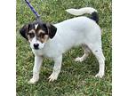 Gemma, Jack Russell Terrier For Adoption In Batavia, Ohio