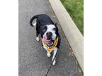 Trooper, Boston Terrier For Adoption In Lynnwood, Washington