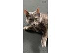 Michaux, Domestic Shorthair For Adoption In Wilmington, North Carolina