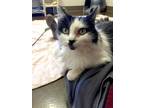 Adara (approved Application), Domestic Longhair For Adoption In Denver, Colorado