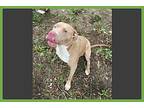 Smokey, American Pit Bull Terrier For Adoption In Amherst, Massachusetts