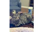 Buttercup, Domestic Shorthair For Adoption In Chicago, Illinois