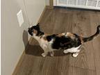 Zoe, Domestic Shorthair For Adoption In Hoover, Alabama