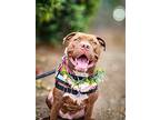 Bianca, American Staffordshire Terrier For Adoption In Anza, California