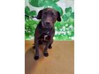 Black Gail, American Pit Bull Terrier For Adoption In Anderson, South Carolina